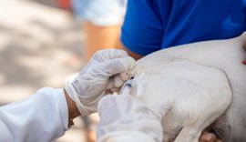 Saúde de Maceió imuniza quase 34 mil animais no segundo dia de vacinação antirrábica