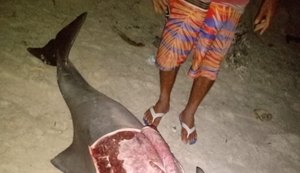 Boto cinza e  filhote de baleia Jubarte são encontrados encalhados por populares