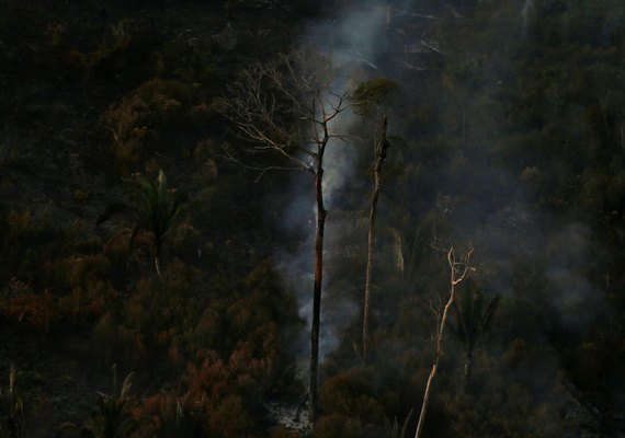 Amazônia: Operação Verde Brasil aplicou quase R$ 100 milhões em multas