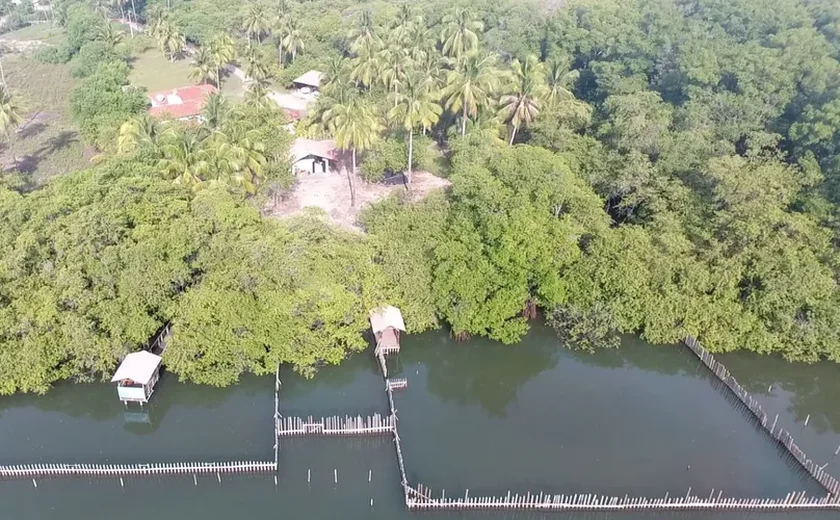 Atividades na base de proteção ao peixe-boi em Alagoas é suspensa temporariamente devido mortes de animais
