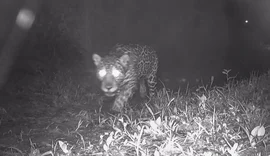 Após 50 anos, onça-pintada é registrada nas matas de Valença, no Rio