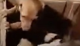 Polícia Civil investiga abandono de filhotes de cachorros em Maceió