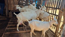 Implantação de sistemas agroflorestais impulsiona caprinocultura leiteira no agreste Alagoano com apoio do Banco do Nordeste