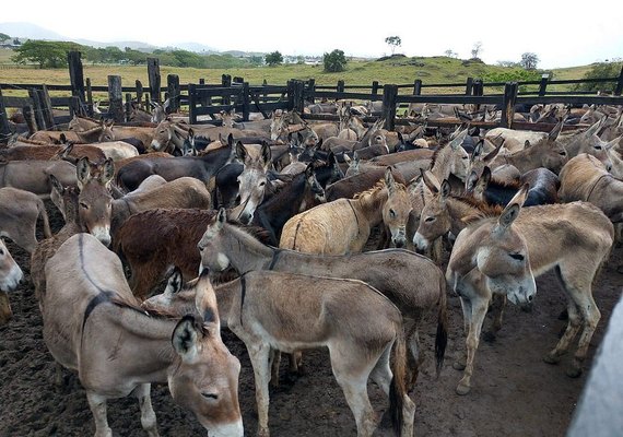 Justiça proíbe o abate de jumentos na Bahia após casos de maus-tratos