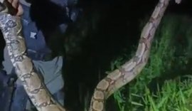 Jiboia é capturada por militares após causar pânico em moradores de Porto Real do Colégio