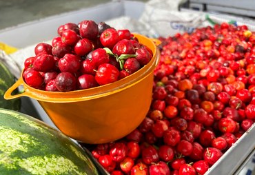 Feira da Agricultura Familiar em Maragogi vai reunir produtores do litoral ao sertão alagoano