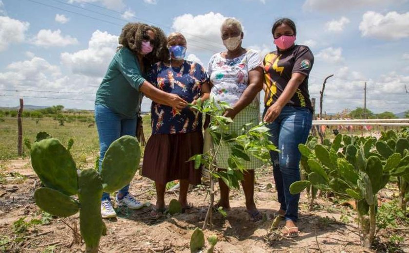 Apoiado pela Secom/ AL, projeto 'Um Quilombo de Baobás” chega ao Sertão