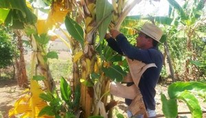 Agricultores de Murici aprendem técnicas eficazes para cultivo da banana prata