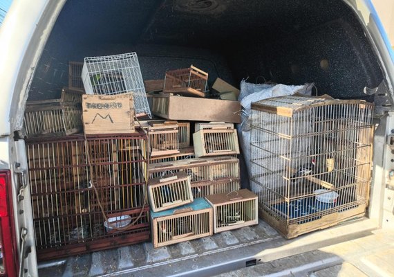 Protetor dos Biomas: PM apreende 442 animais silvestres em Alagoas