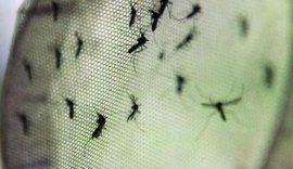 Combate ao Aedes aegypti ganha novas ferramentas