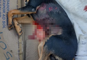 Pitbull mata pinscher durante ataque e derruba criança em Arapiraca