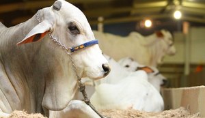 Expoagro reunirá melhores criadores e animais da região Nordeste