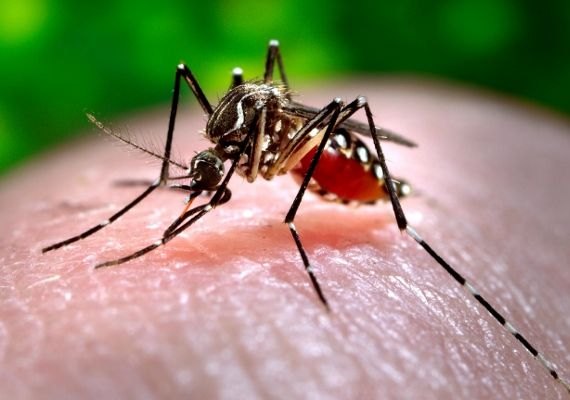 Casos de dengue, zika e chikungunya caem 89% nos primeiros meses de 2017