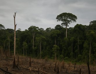 COP30: O Grande Acordo para Salvar a Amazônia que Salva Tudo, Menos a Amazônia