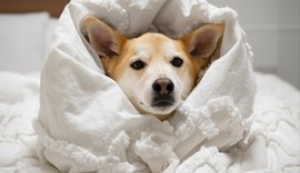 No inverno, cães e gatos sofrem mais com problemas nas articulações. Nutrição pode ajudar nesse desafio