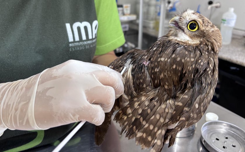 Uso indiscriminado de capturas para pragas urbanas pode ser um risco para animais silvestres