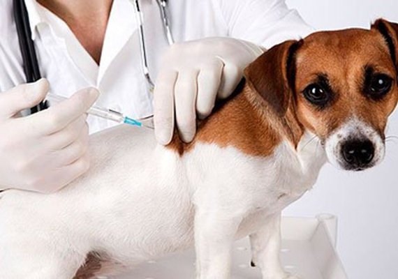 Antirrábica: vacinação de animais começa dia 24 na área rural