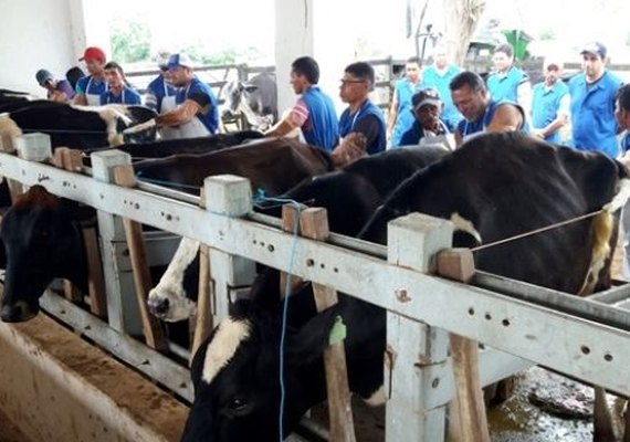 BNB lança programa para incrementar bovinocultura de leite em Alagoas
