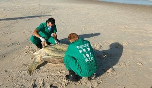 Este ano, 726 animais marinhos encalharam no litoral de Alagoas