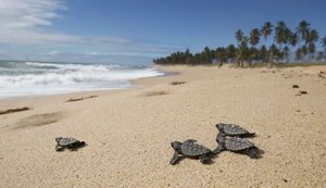 Tamar comemora 40 anos com 40 milhões de tartarugas soltas