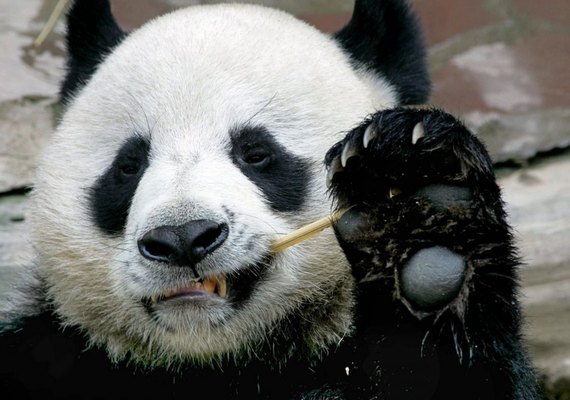 Panda emprestado pela China à Tailândia sofre ataque cardíaco