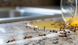60% dos lares brasileiros têm problemas com infestação de formigas