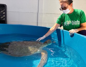 Vídeo: tartaruga marinha com trauma na cabeça é resgatada na Lagoa Mundaú, em Marechal Deodoro
