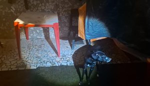 Preso suspeito de vedar boca de cachorro com fita isolante em Maceió