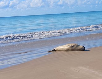 Elefante-marinho segue nas praias de Alagoas enquanto muda a pelagem