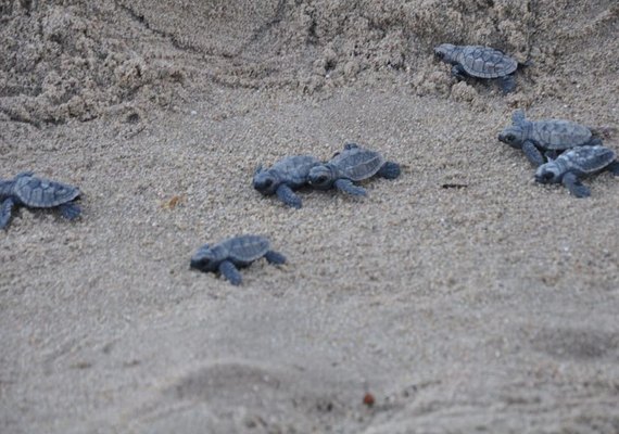 Mais de 140 tartarugas marinhas nascem em PE