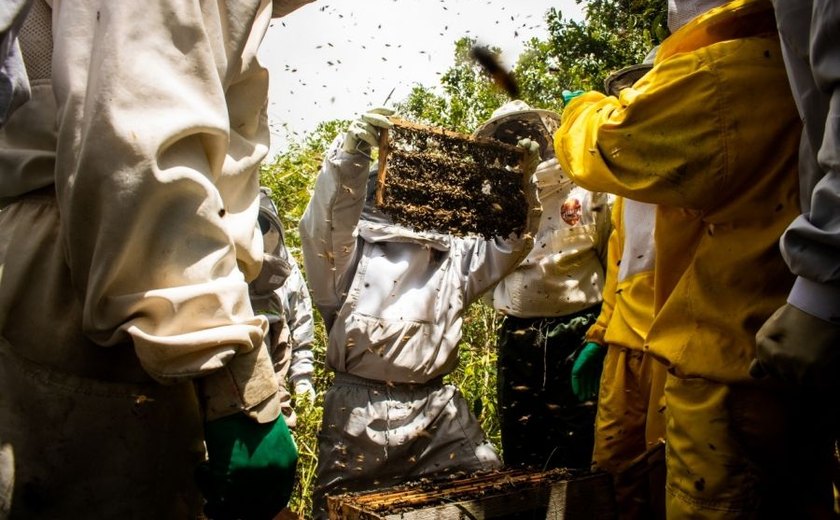 Após curso inédito, apiários de Alagoas podem dobrar produção de mel