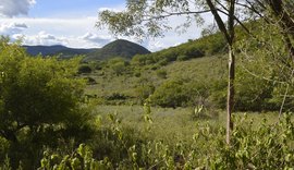 Caatinga perde 11% de vegetação nativa em 35 anos