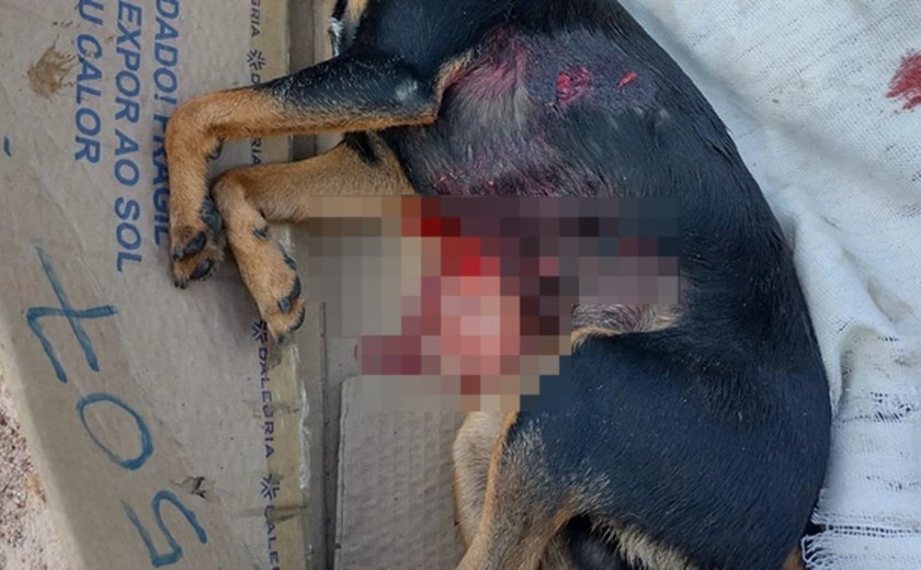 Pitbull mata pinscher durante ataque e derruba criança em Arapiraca