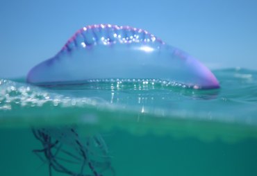 Mulher sofre queimaduras após ataque de caravelas na Praia do Francês