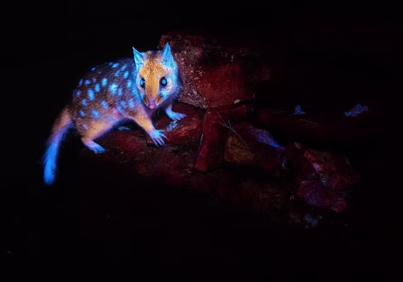 Marsupial ‘brilhante’ é flagrado pela 1ª vez em floresta na Tasmânia