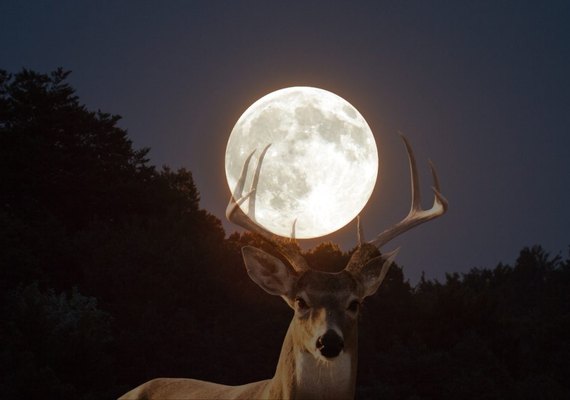 Lua do Veado: quando e como será o fenômeno lunar que só acontece em julho