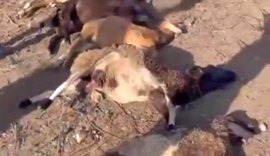 'Chupa-cabras' já percorreu mais 78 km com ataques e mortes de animais