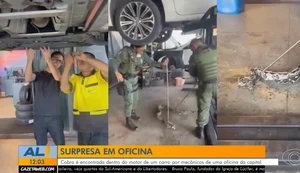 Jiboia é encontrada dentro do motor de carro durante reparo em oficina de Maceió