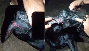 Mais um ataque misterioso a animal no interior de Alagoas