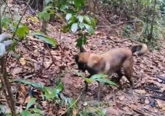 Corpo de homem é encontrado em cova rasa em Rio Largo