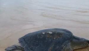 Após sucessivos encalhes, tartaruga-oliva é resgatada pelo Instituto Biota em Feliz Deserto