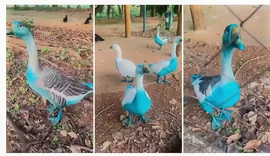 Agência ambiental multa empresas que derramaram corantes e deixaram aves azuis