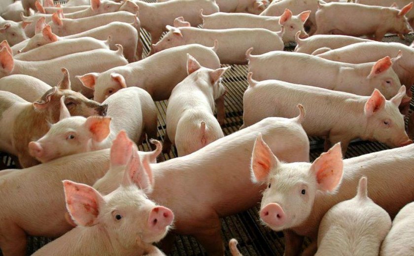 Arapiraca convoca criadores para a campanha de vacinação contra a peste suína clássica