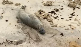 Xuxa denuncia morte de elefante-marinho em Alagoas: “O que vai ser feito?”