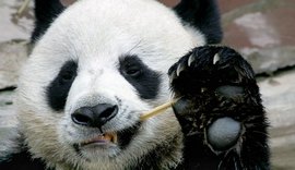 Panda emprestado pela China à Tailândia sofre ataque cardíaco