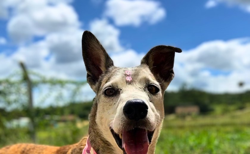 Focinho Responsável promove evento Viva Pet – Integrando Vidas