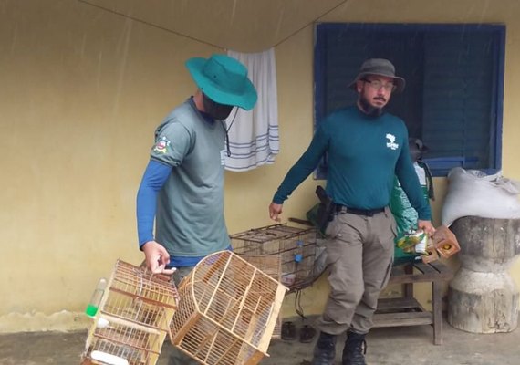 Operação apreende 290 aves em 7 cidades de Alagoas