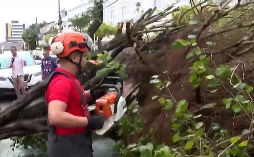 Árvore tomba e bloqueia via no Cetro de Maceió