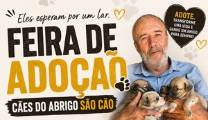 Feira de adoção reúne cães à espera de um novo lar em Maceió