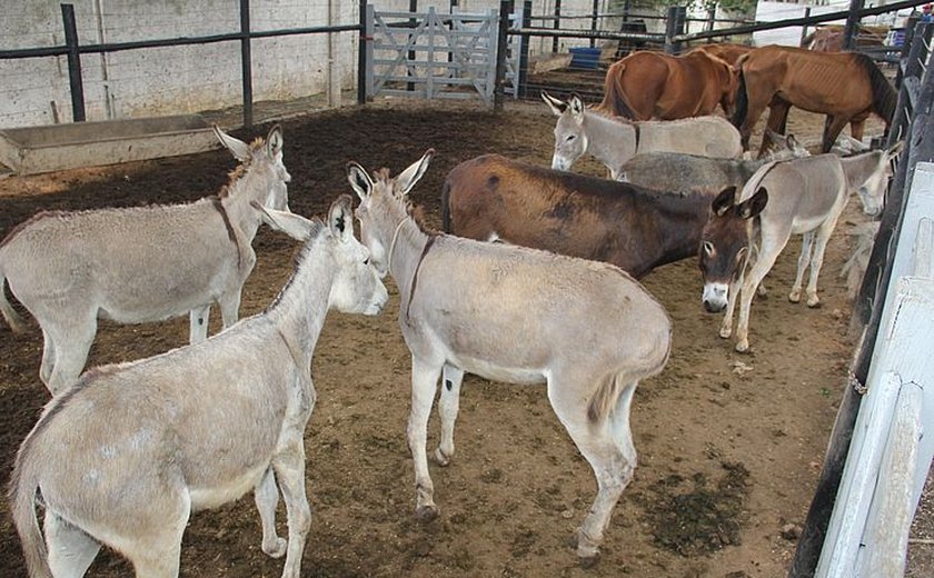 MP/AL investiga supostas irregularidades no Centro de Zoonoses de Arapiraca